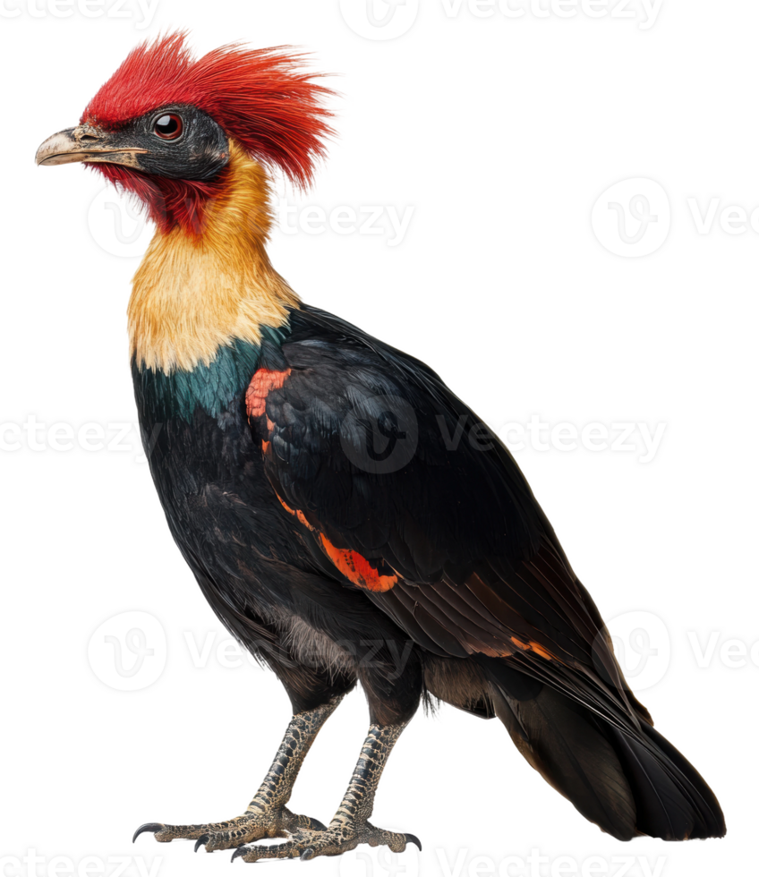 Unique bird with colorful plumage in profile view, cut out - stock . png