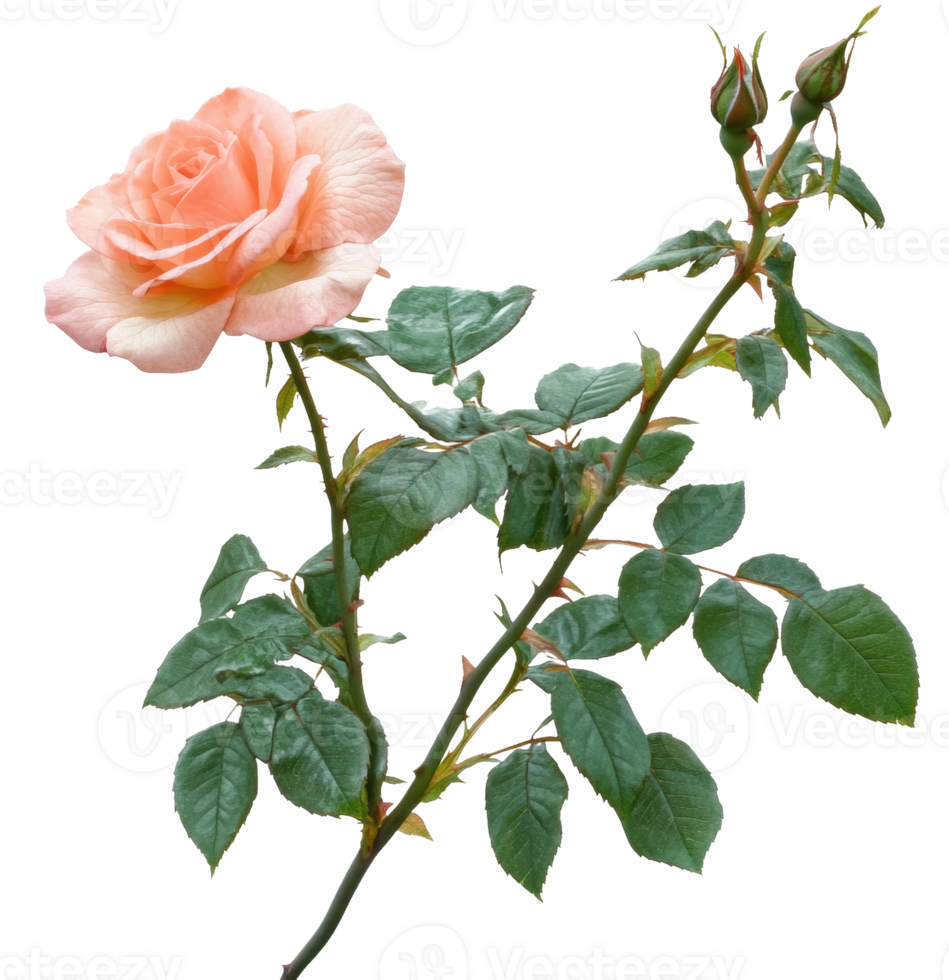 Beautiful peach rose with buds and green leaves, cut out - stock . png