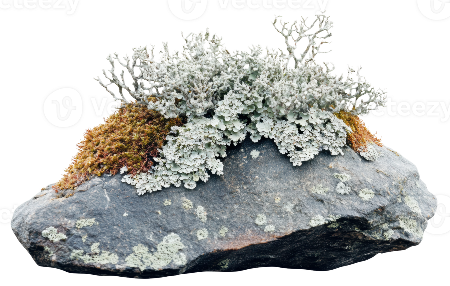 Lichen-covered rock with moss in natural setting, cut out - stock . png