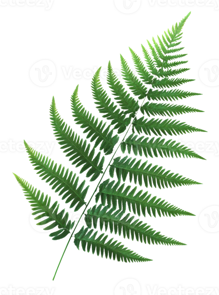 Green fern leaf showcasing its intricate leaf structure and vibrant color, cut out - stock . png