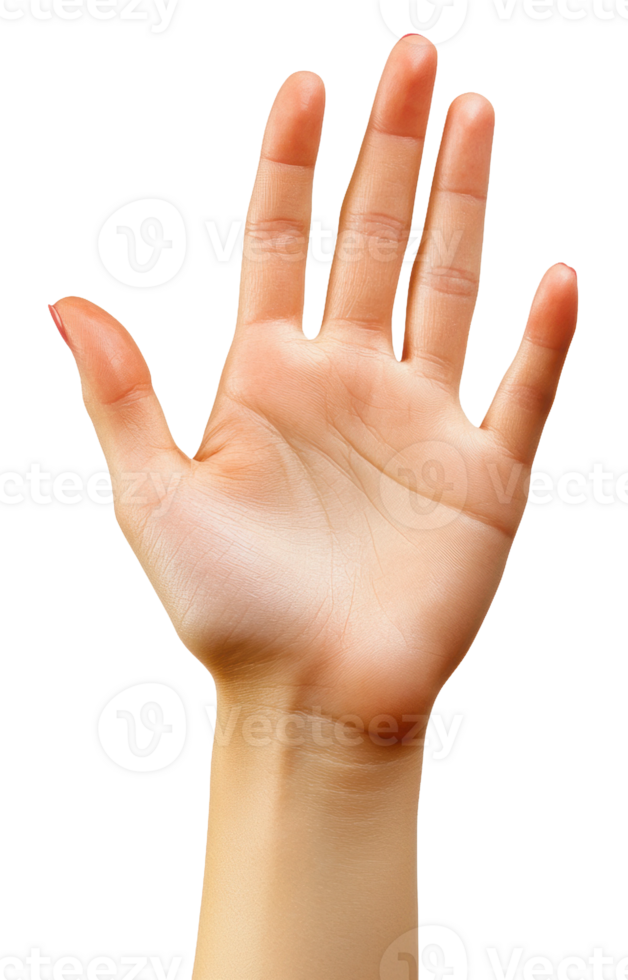 Open hand gesture, cut out - stock . png