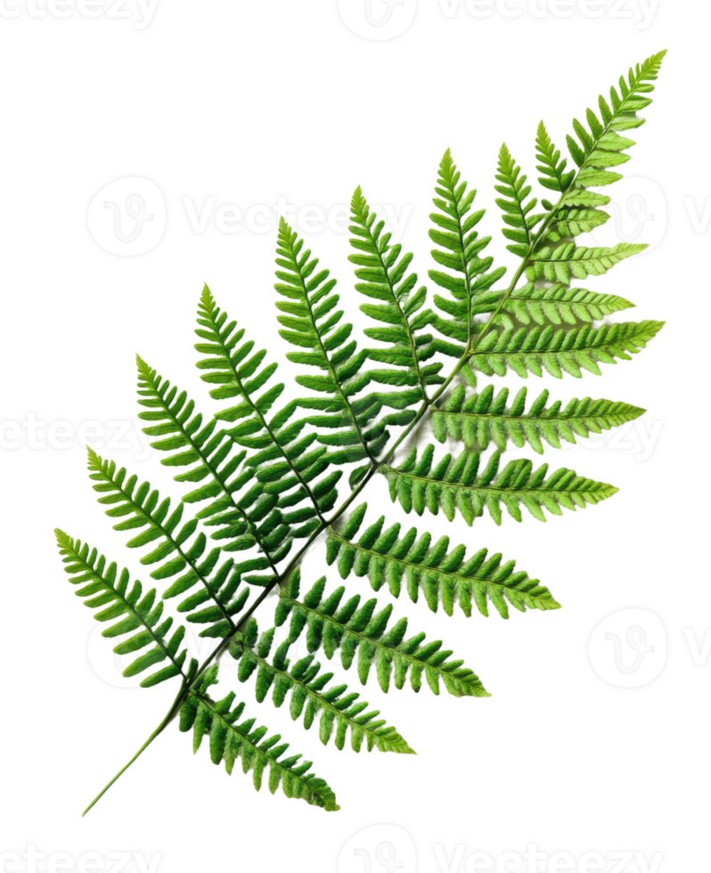 Green fern leaf showcasing intricate leaf patterns and vibrant texture, cut out - stock . png