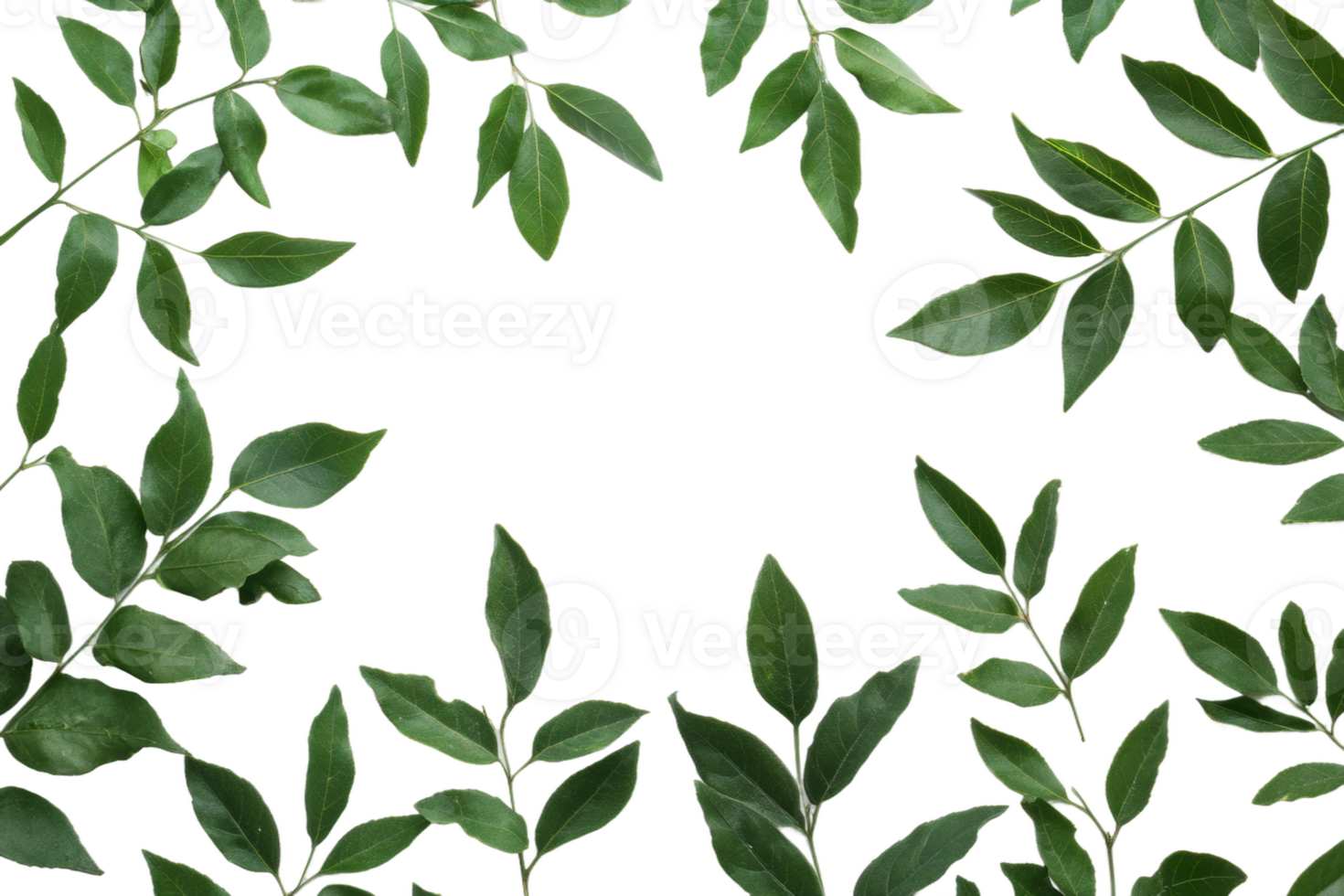 Green leaves arranged in a circular pattern creating a natural frame for various designs, cut out - stock . png