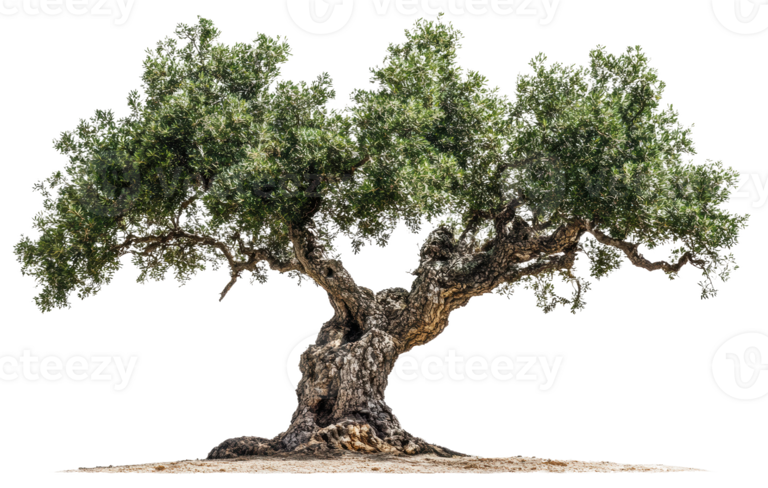Ancient olive tree with twisted trunk and lush foliage in bright sunlight, cut out - stock . png