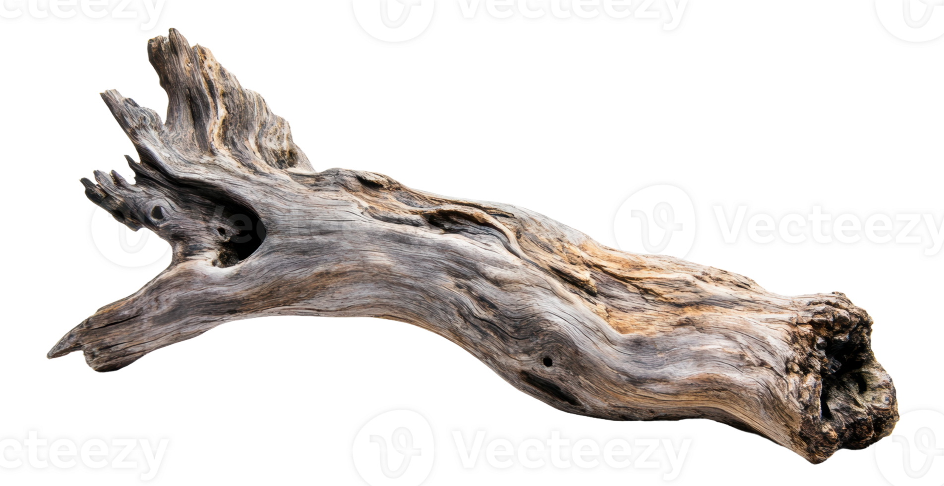 Driftwood with unique textures and shapes found on a sandy beach during sunset, cut out - stock . png