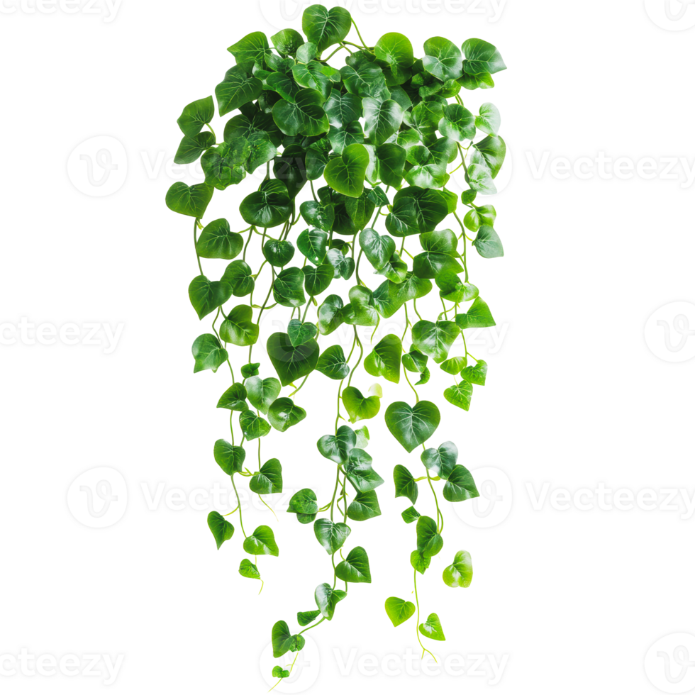 Green hanging plant with trailing vines indoors png