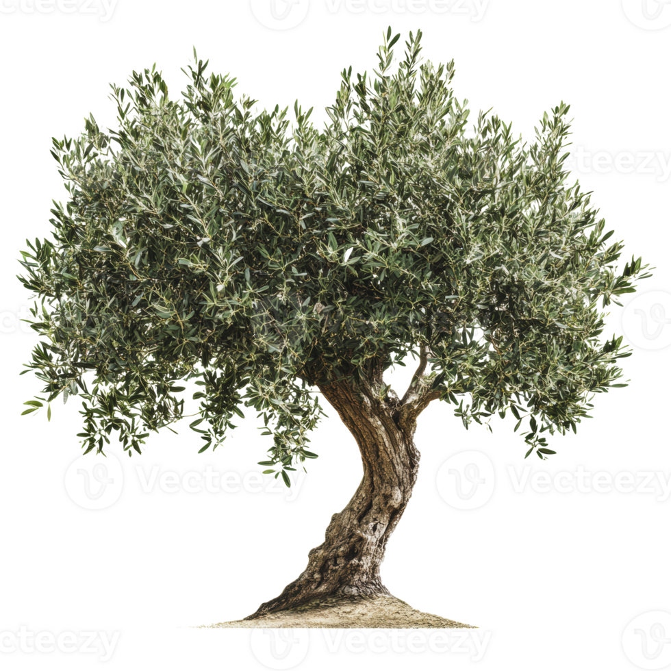 Olive tree with lush green foliage in sunlight png
