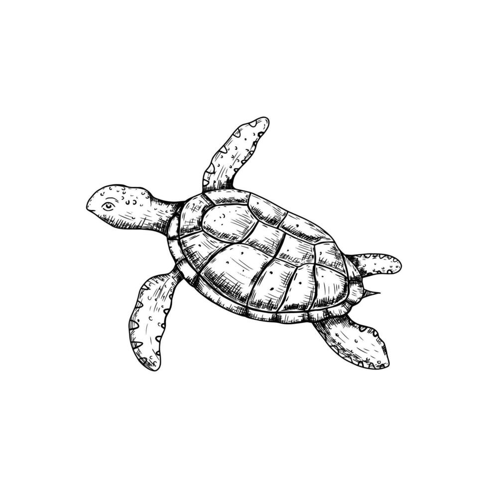 Hand drawn turtle. Underwater world. illustration isolated on white background. vector
