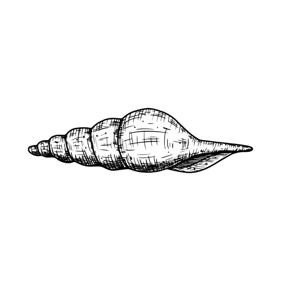 Hand drawn seashell. illustration isolated on white background. vector