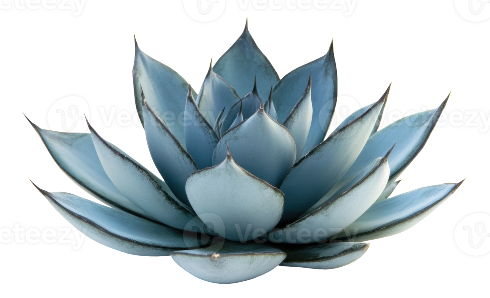 Blue agave plant in natural light, cut out - stock . png