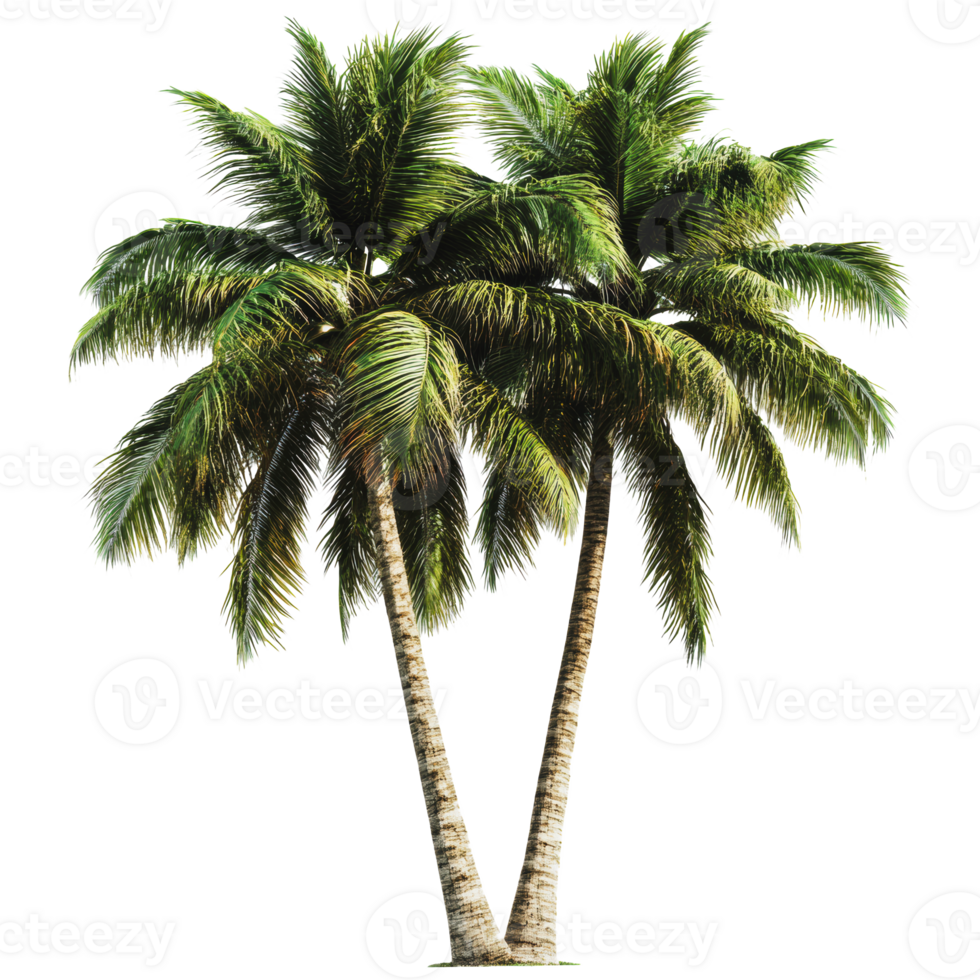 Two palm trees on a sunny day png