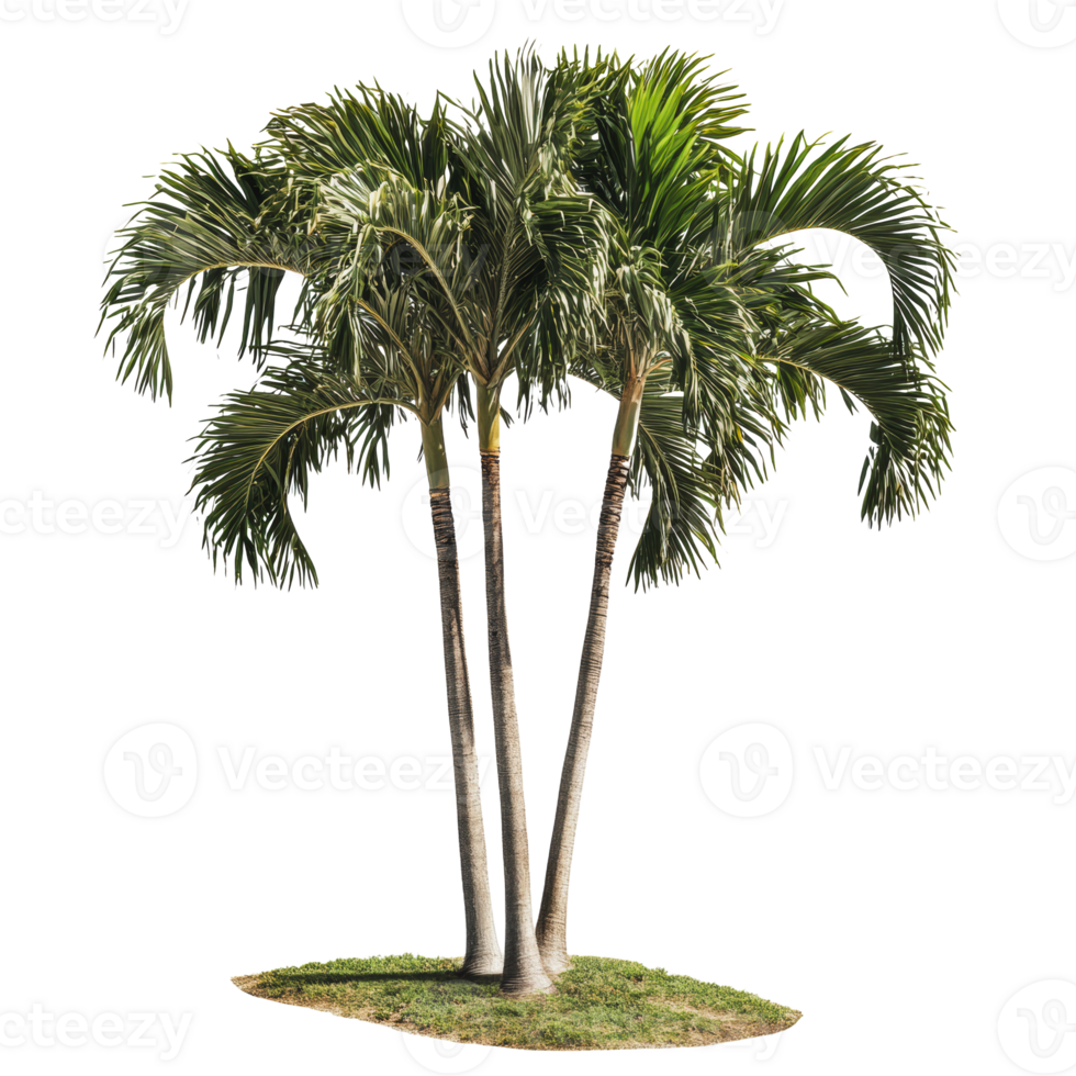 Group of palm trees on a grassy patch png