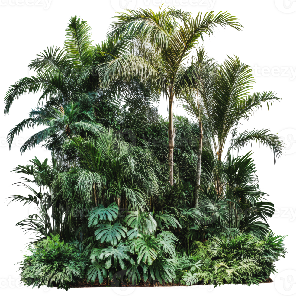 Lush tropical plants in a vibrant garden setting png