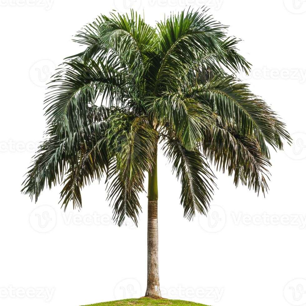 Tall palm tree on grassy hill under sunlight png