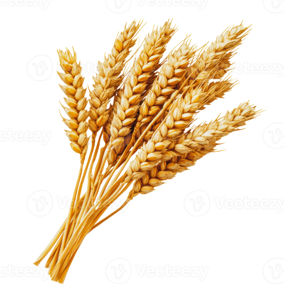 Wheat stalks bundled for harvest png