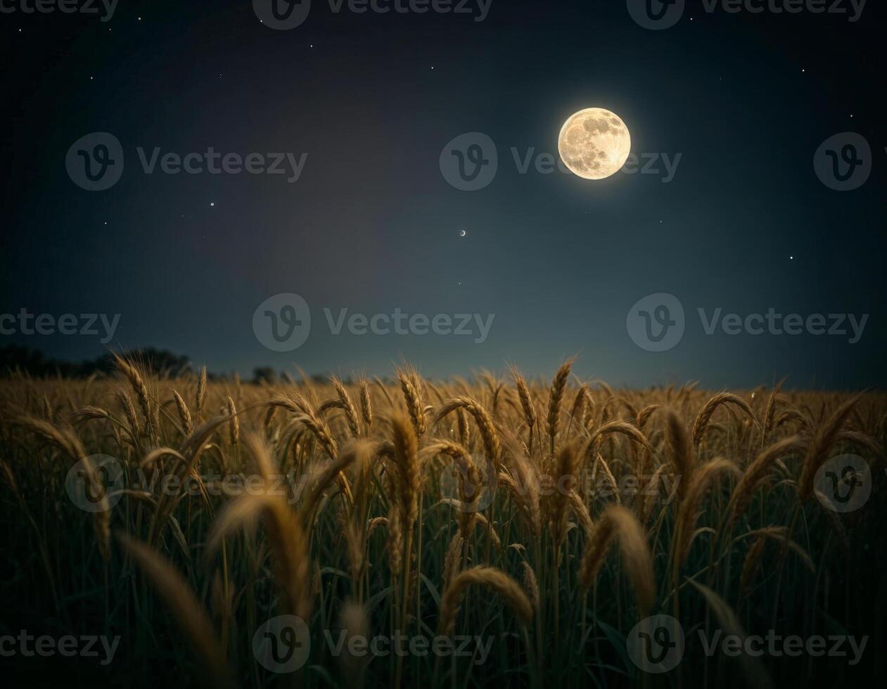 a full moon is shining and seen on the night starry skies over a wheat field on sharad purnima celeberation photo