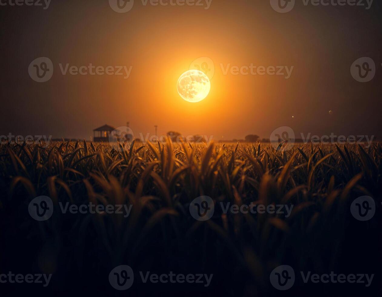 a full moon is shining and seen over a field that ready to harvest celeberate sharad purnima photo