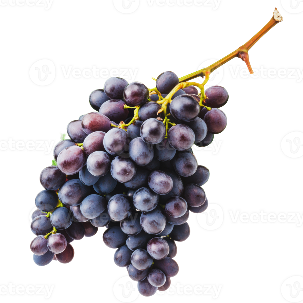 Fresh purple grapes on vine png