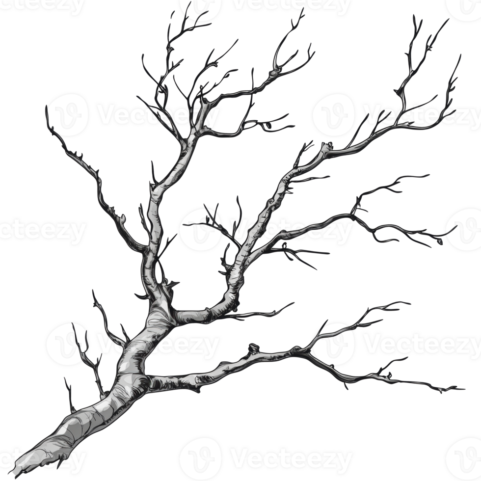 Bare branches of a tree in winter landscape png