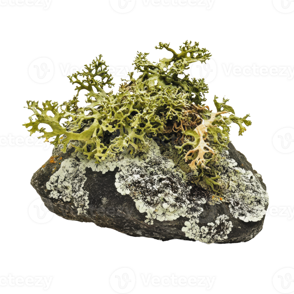 Lichen growth on a rugged rock by the shoreline png
