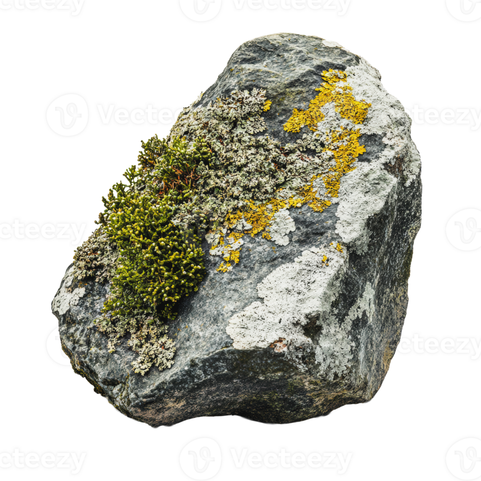 Rock covered in moss and lichen in natural setting png