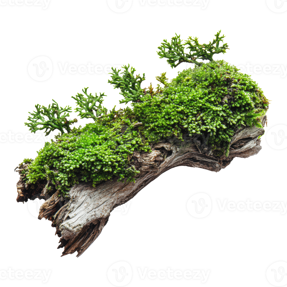 Moss-covered log with greenery in forest setting png