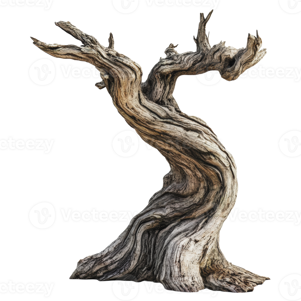 Ancient twisted tree trunk in natural setting png