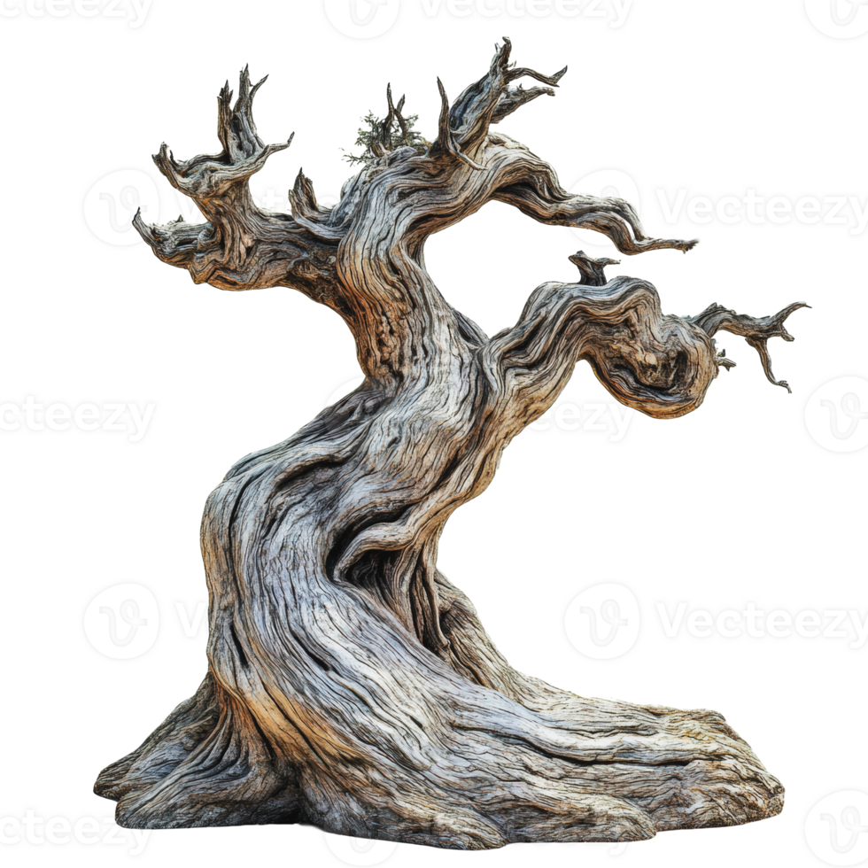 Ancient gnarled tree with unique twisting branches png