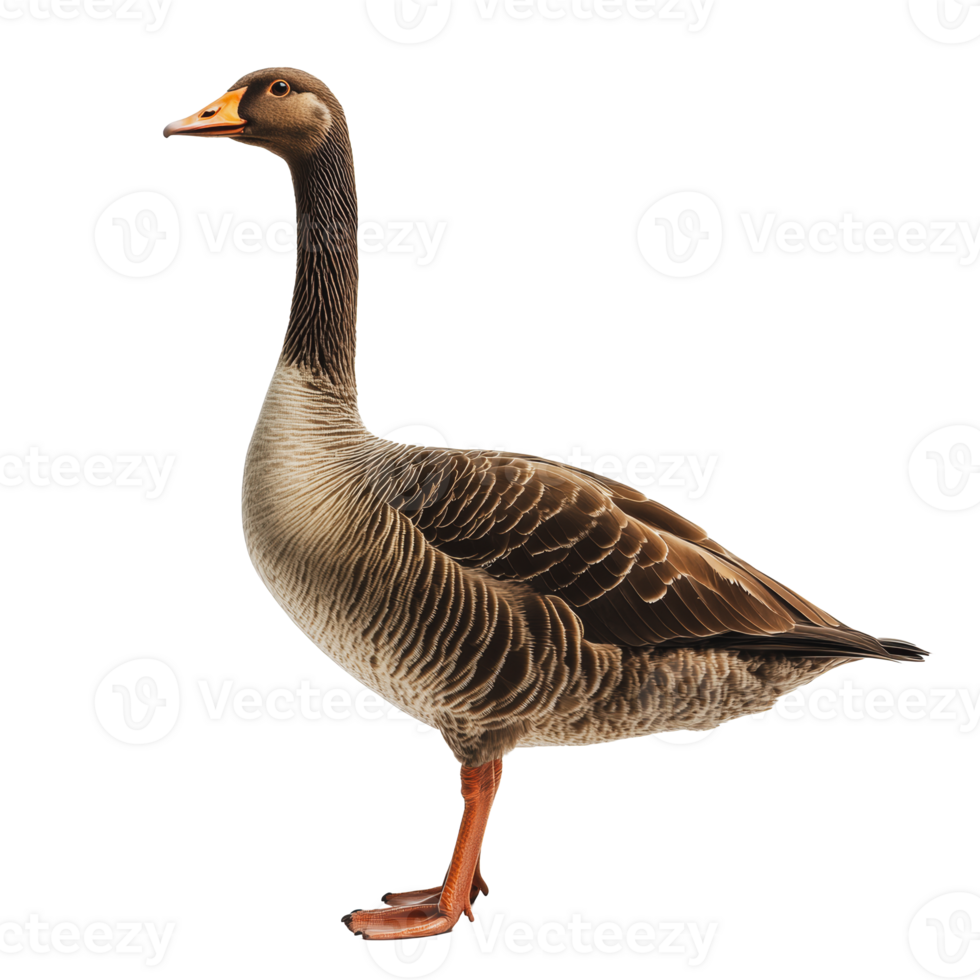 Adult goose standing gracefully in profile png