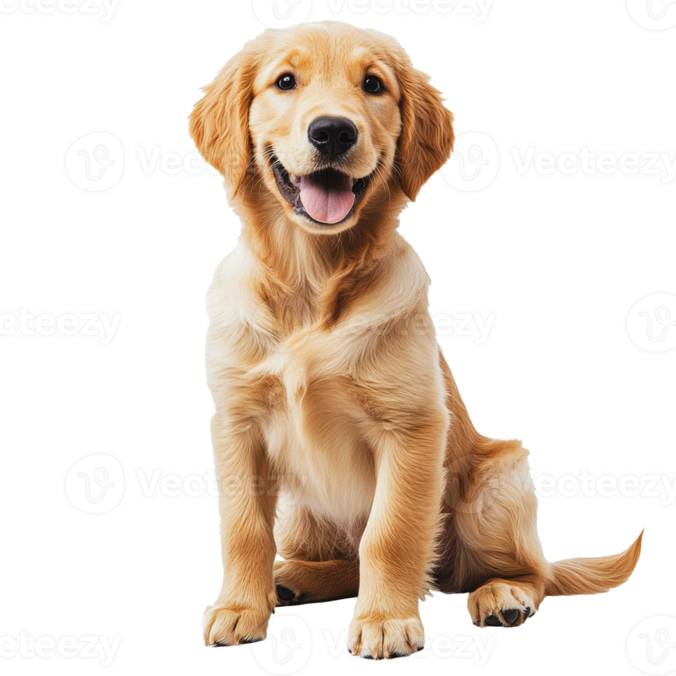 Happy golden retriever puppy sitting indoors png