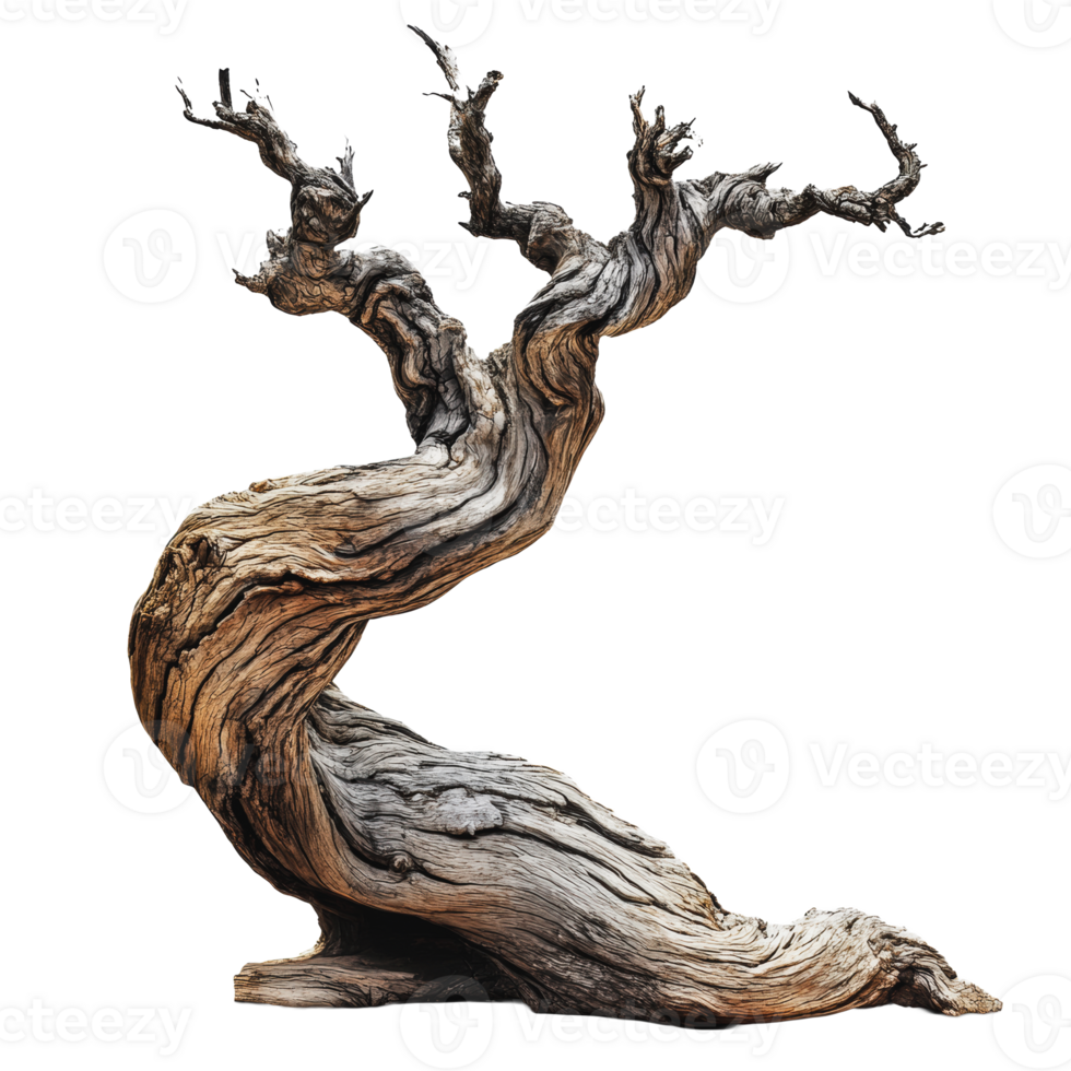 Twisted old tree with gnarled branches in sunlight png