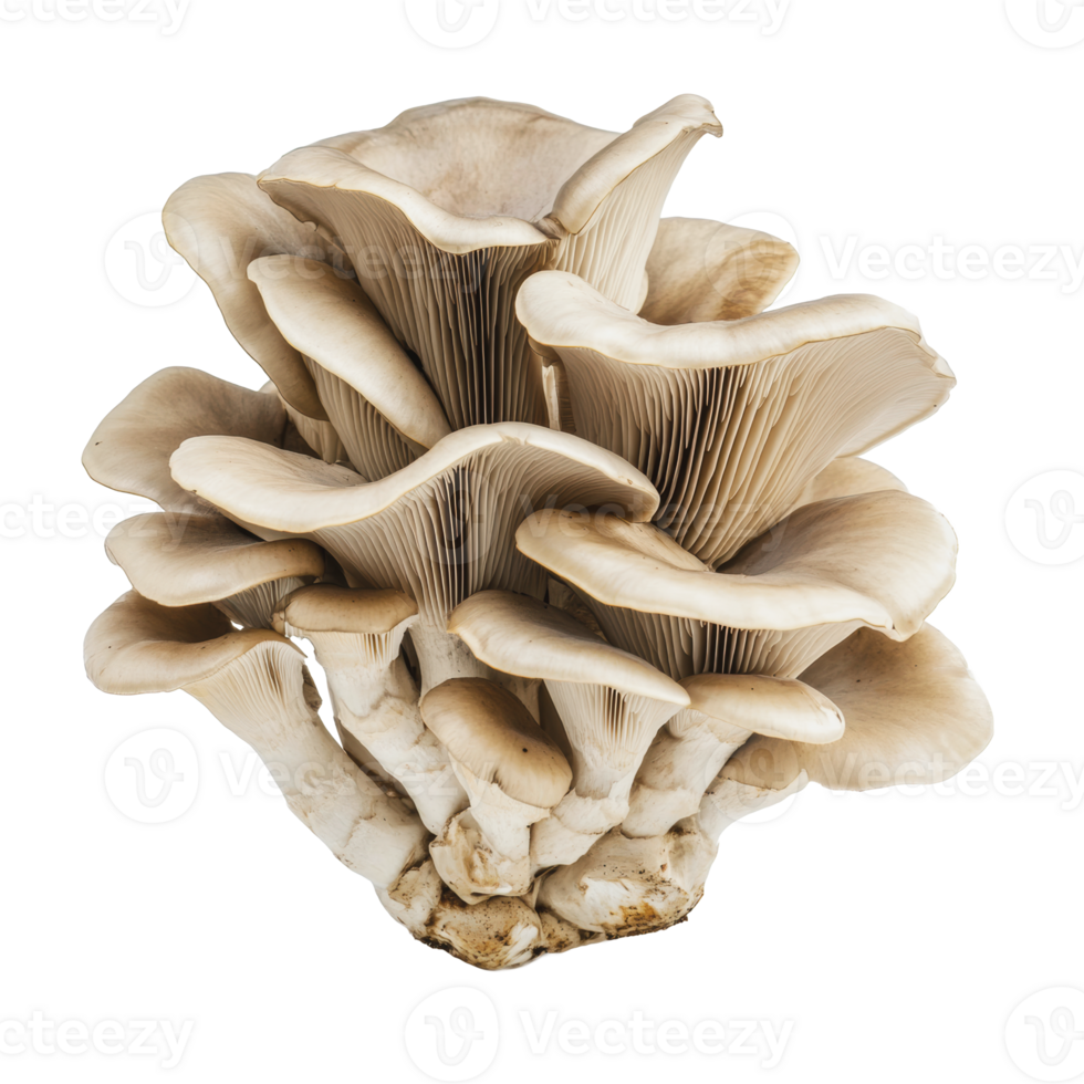 Fresh oyster mushrooms on display at a market png