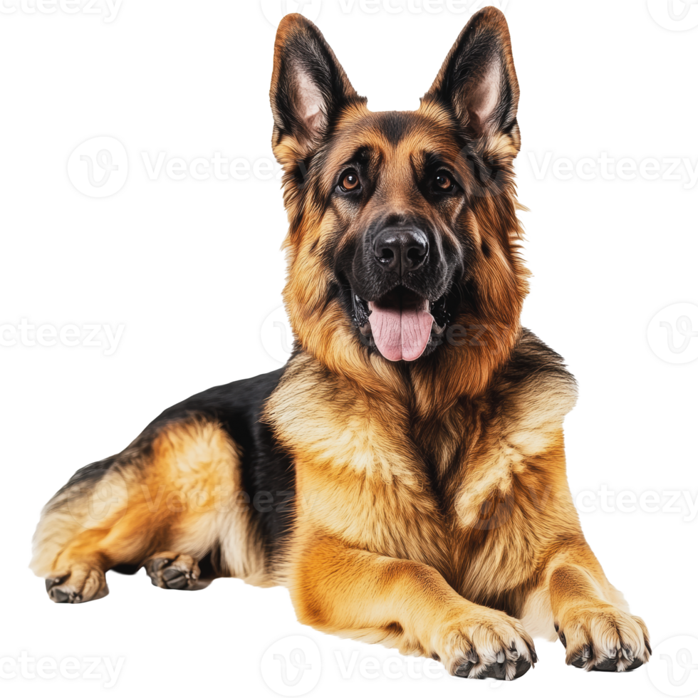 German Shepherd lying down indoors during the day png