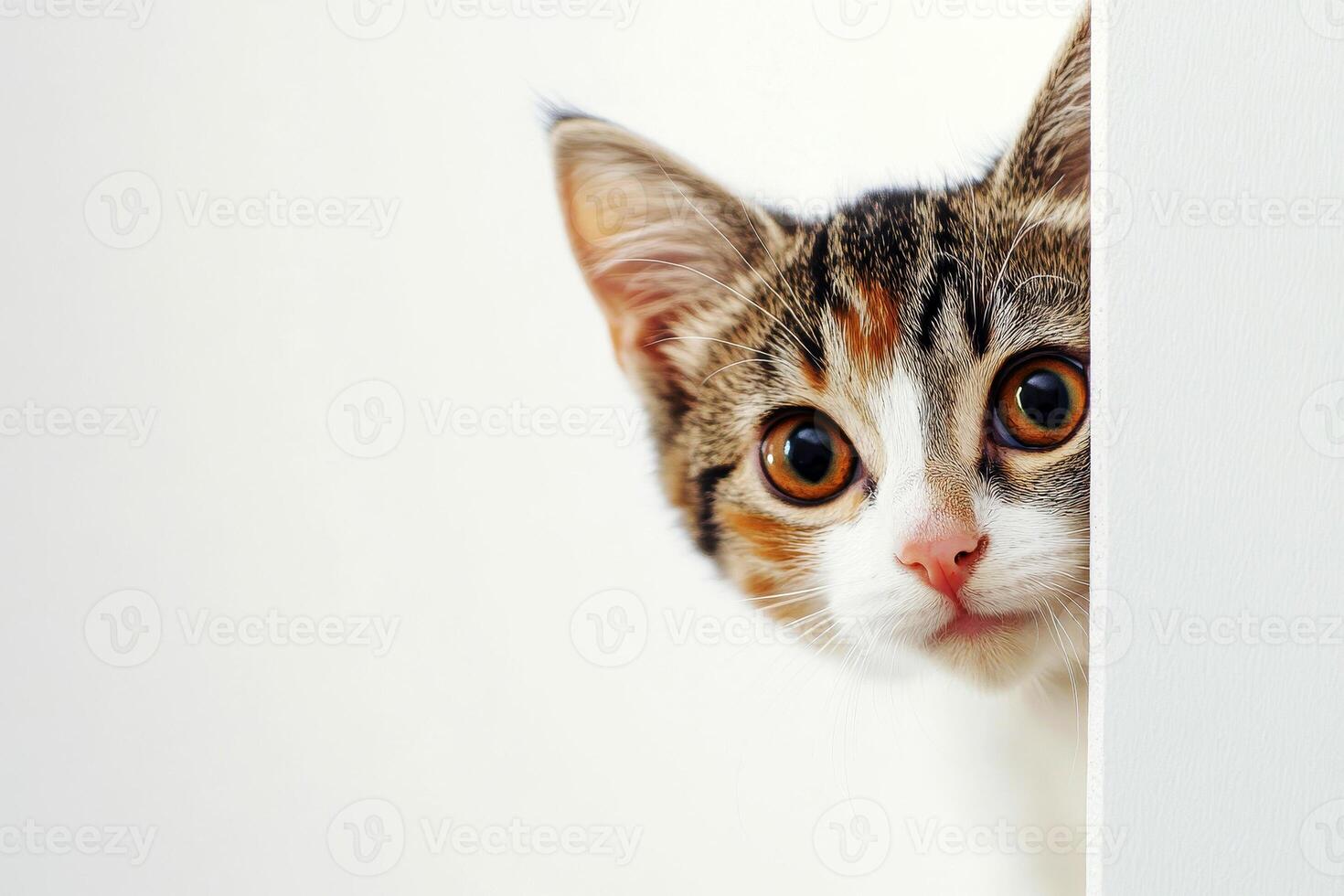 Banner Funny cat peeks out from behind the wall. Copy space. Cat looks out, cat on white background peeks around the corner. A smart, playful and curious kitten looks into the camera. photo