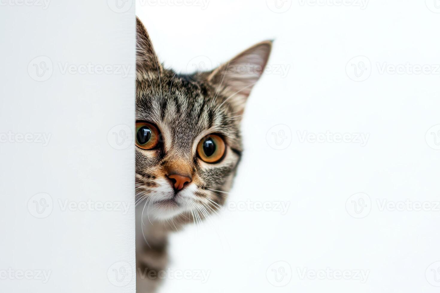 Banner Funny cat peeks out from behind the wall. Copy space. Cat looks out, cat on white background peeks around the corner. A smart, playful and curious kitten looks into the camera. photo