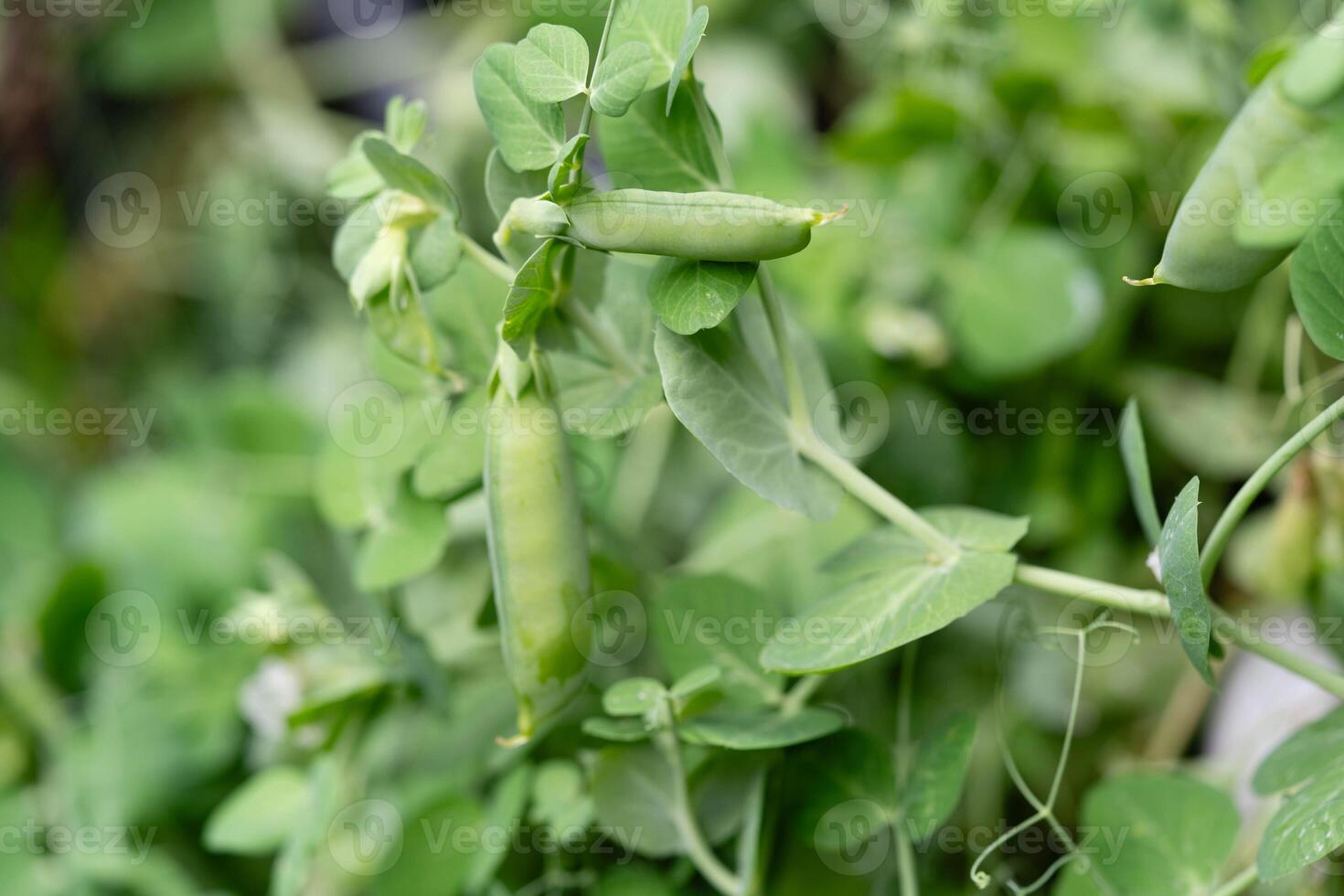 Peas Pisum sativum on olive wood for a pea soup photo