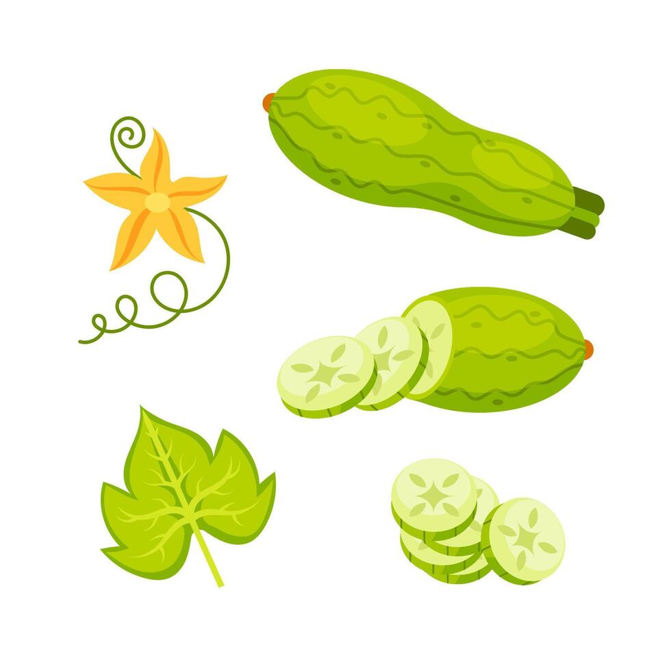Vibrant illustration featuring whole cucumbers, cucumber slices, a leaf, and a flower vector