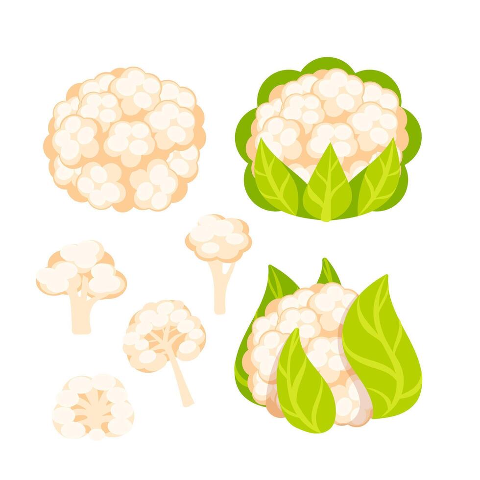 Vibrant illustrations of cauliflower harvest stages, from farm to plate, inspire healthy meals. Perfect for cooking and salads. Organic and fresh vector
