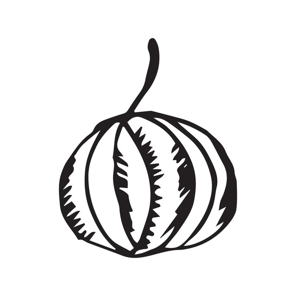 Hand drawn pumpkin. Doodle pumpkins isolated on white background. vector
