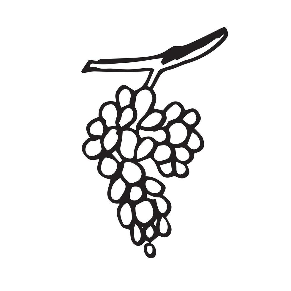 hand drawn Bunch of grapes outline doodle icon isolated on white background. vector