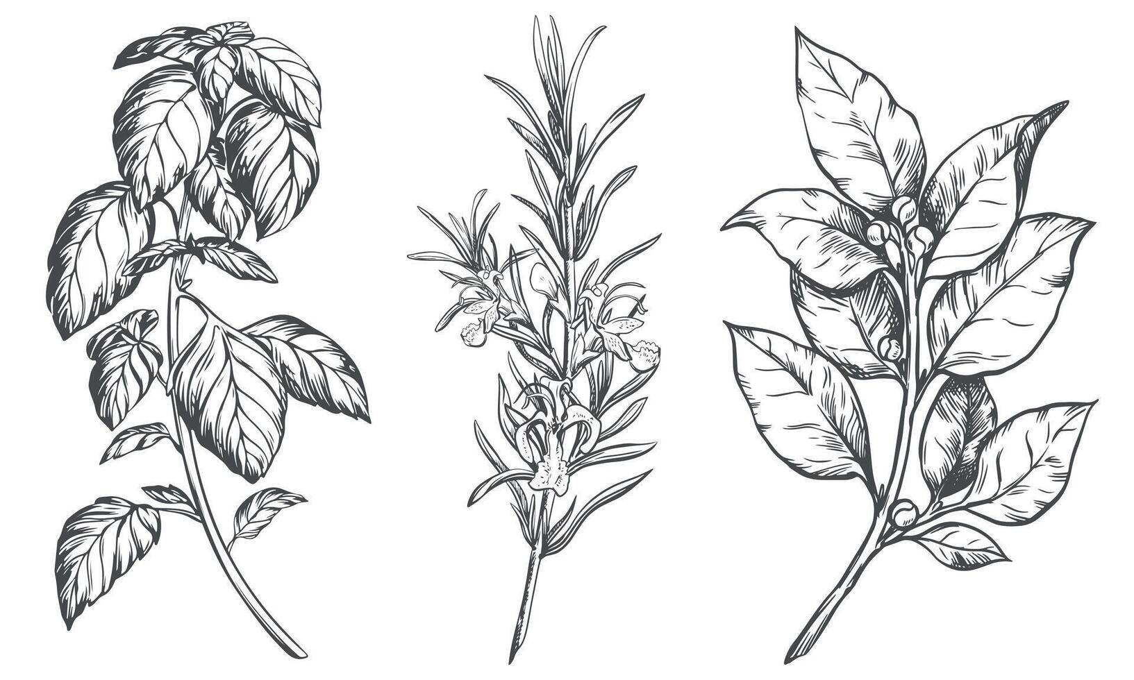 Culinary herbs set rosemary, bay leaf, basil. Engraving style illustration using kitchen herbs and spices. Italian and mediterranean food ingredients on a white background. Line sketch. vector