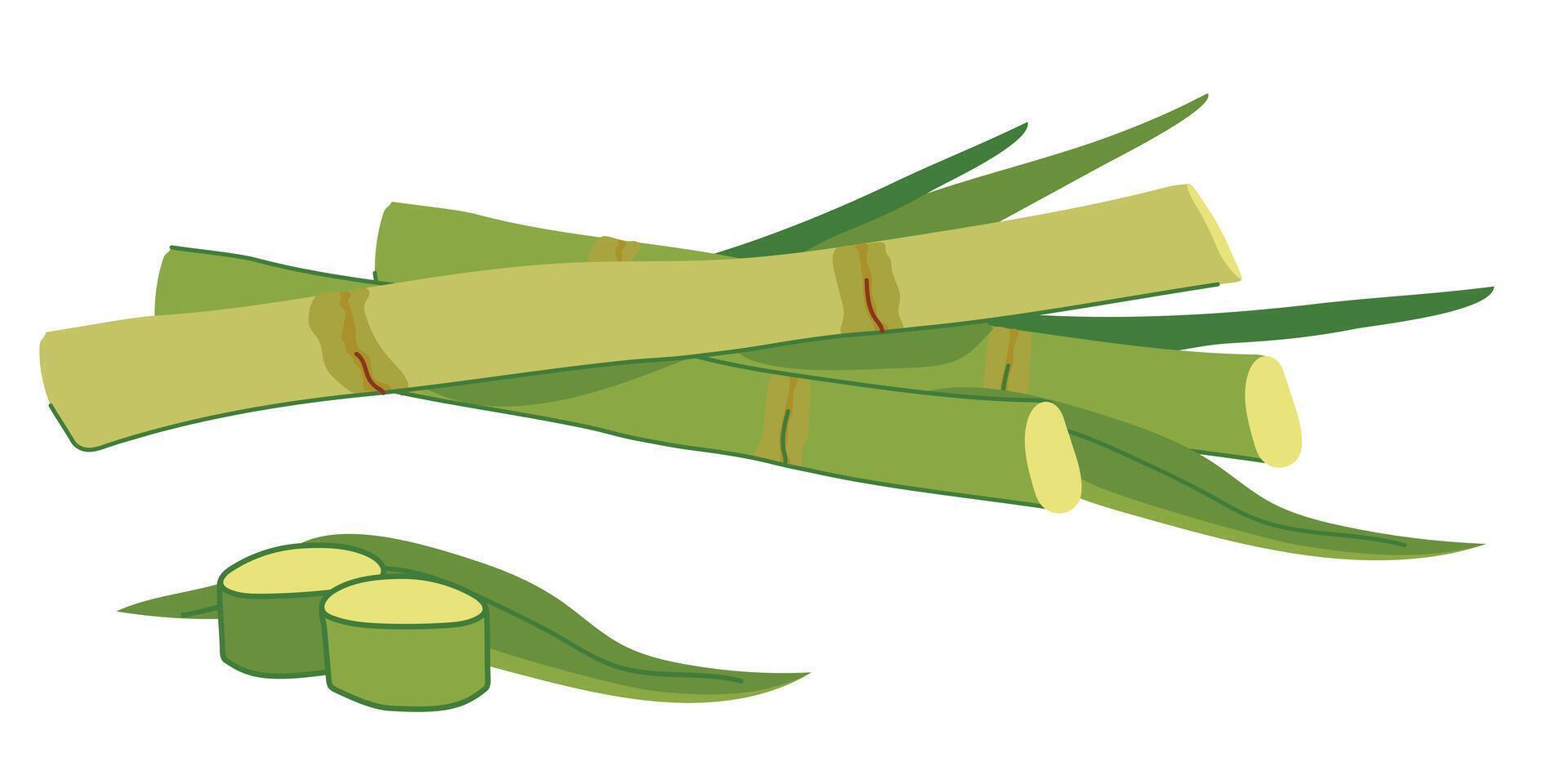Sugar cane with green leaves and yellow stems. illustration. Cut out reed shoots in flat style on a white background. Ingredient for making sugar, syrup, rum. vector