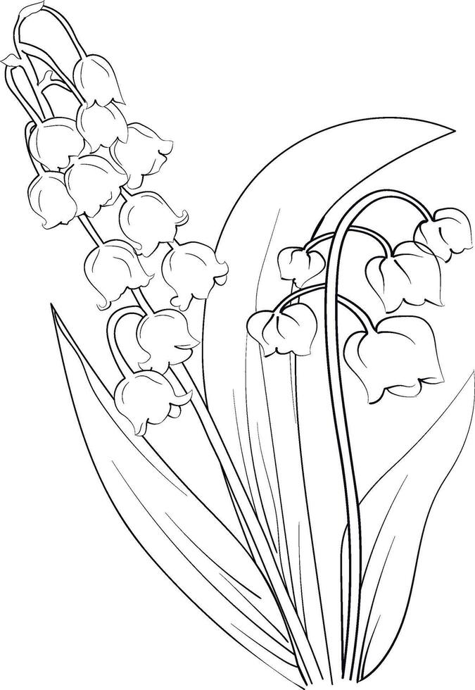 White Lily of the Valley is a charming, spreading ground cover, with stems of sweetly fragrant bell-shaped flowers coloring pages vector