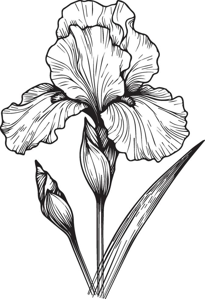 Black outline drawing is perfect for coloring pages or books for children or adults irish flower vector