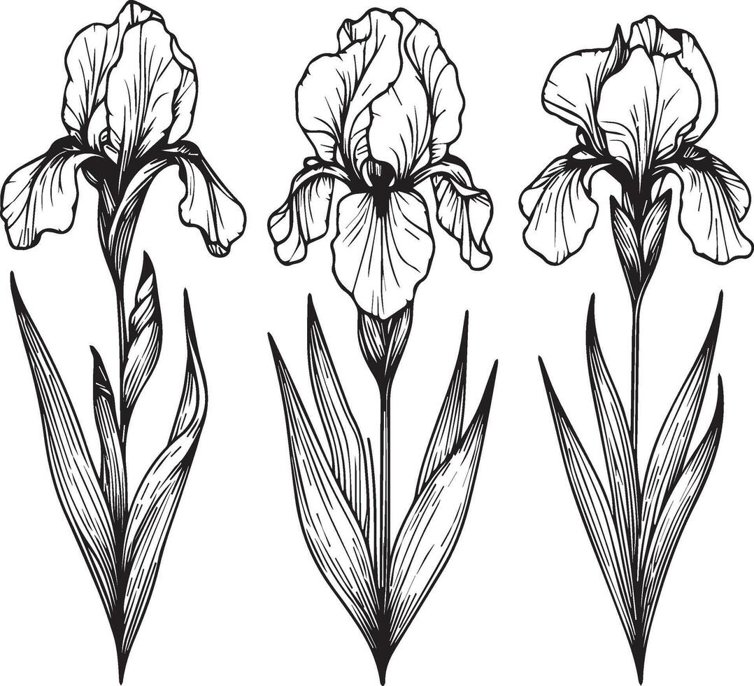 Outline iris flower drawing, realistic iris flower drawing, easy iris flower drawing, simple iris flower drawing, iris flower drawing tattoo, simple iris flower drawings vector