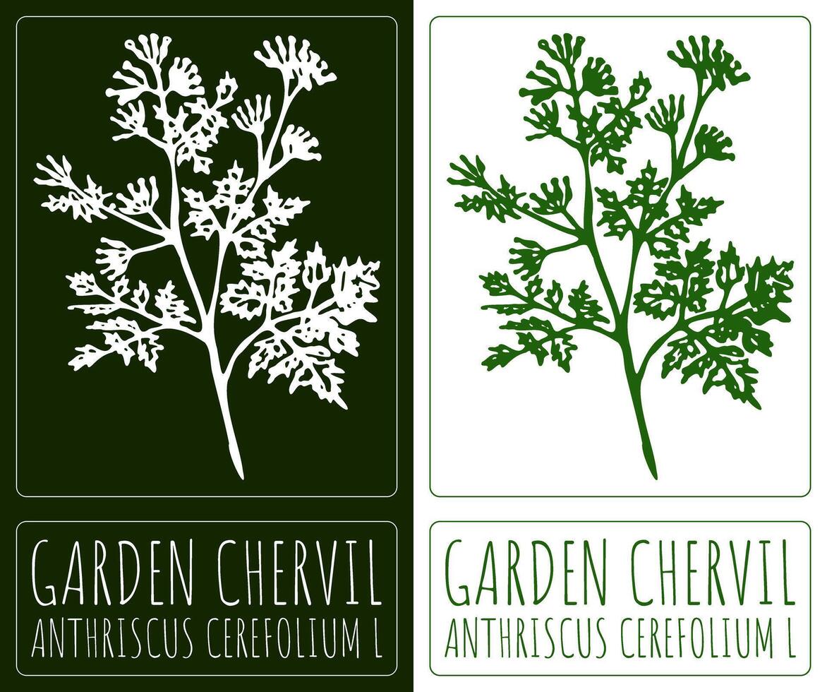 Drawing GARDEN CHERVIL. Hand drawn illustration. Latin name is ANTHRISCUS CEREFOLIUM L. vector