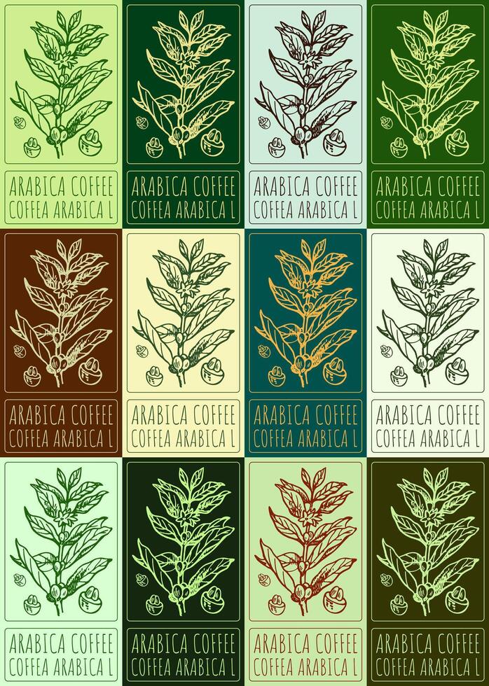 Set of drawing ARABICA COFFEE in various colors. Hand drawn illustration. Latin name is COFFEA ARABICA L. vector