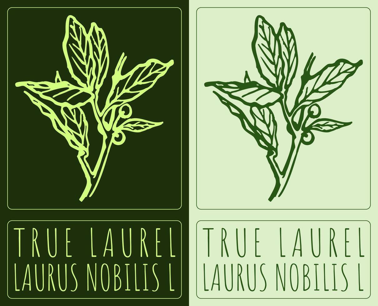 Drawing TRUE LAUREL. Hand drawn illustration. Latin name is LAURUS NOBILIS L. vector