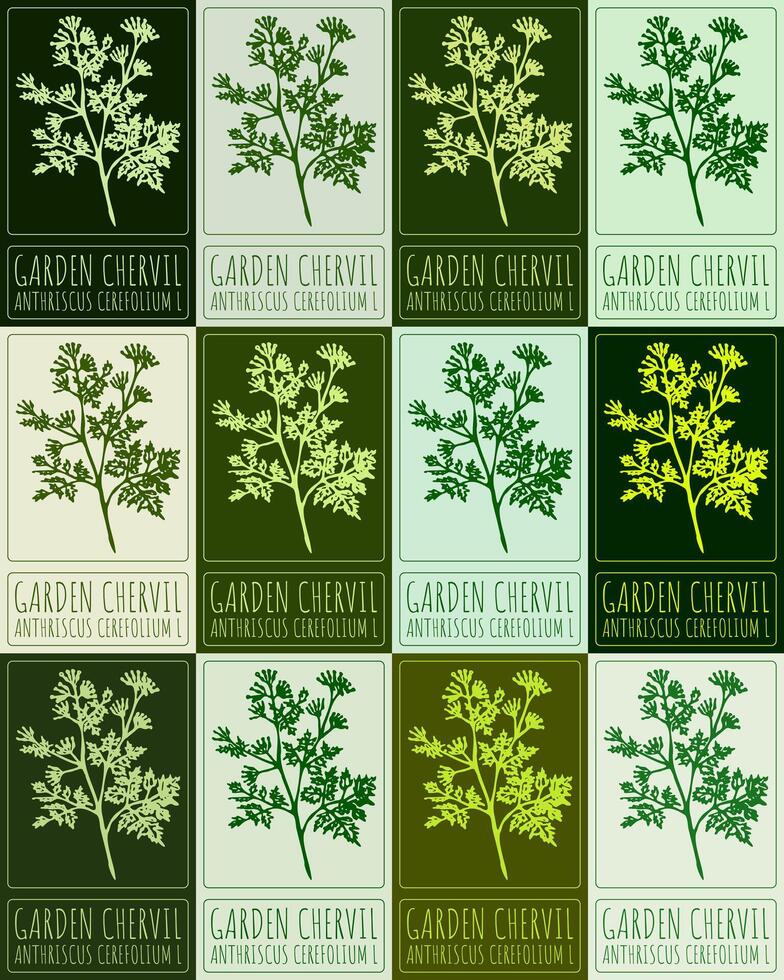Set of drawing GARDEN CHERVIL in various colors. Hand drawn illustration. Latin name is ANTHRISCUS CEREFOLIUM L. vector
