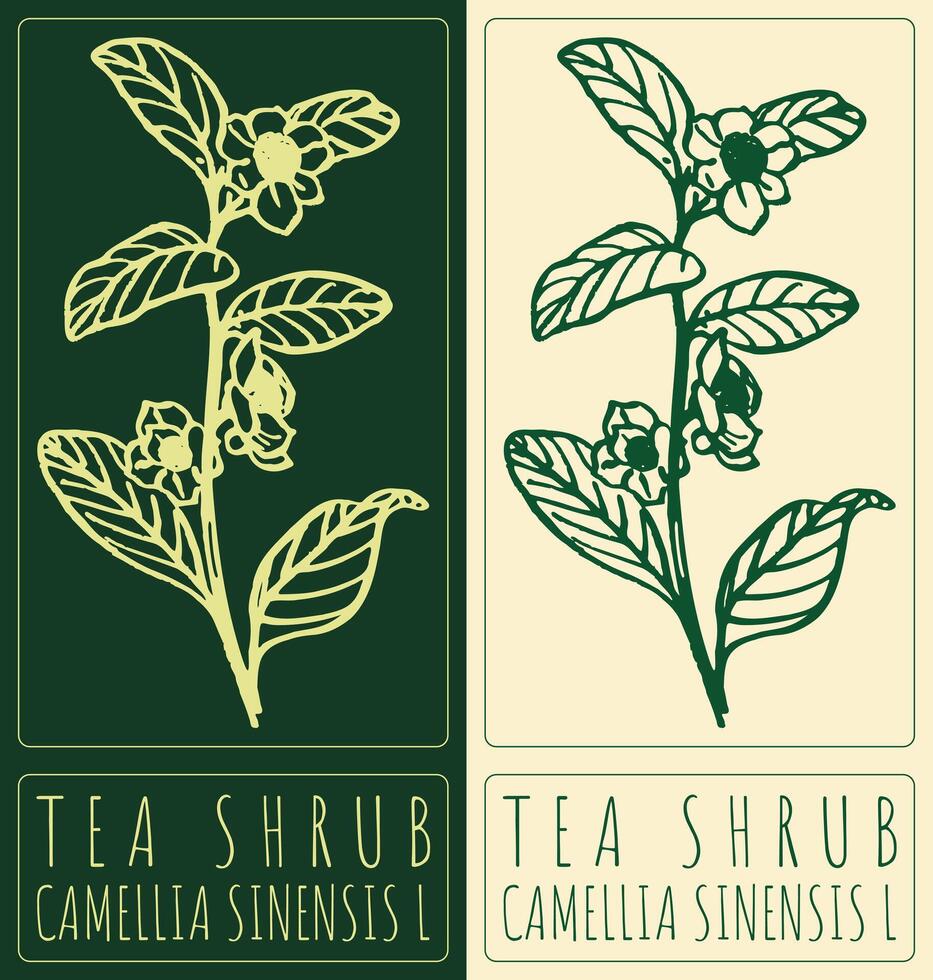 Drawing TEA SHRUB. Hand drawn illustration. Latin name is CAMELLIA SINENSIS L. vector